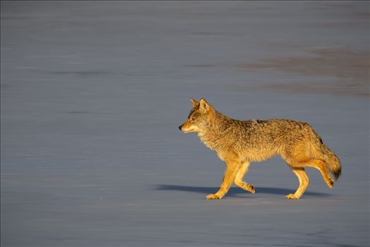 Eastern Coyote on Ice by Buckmaster