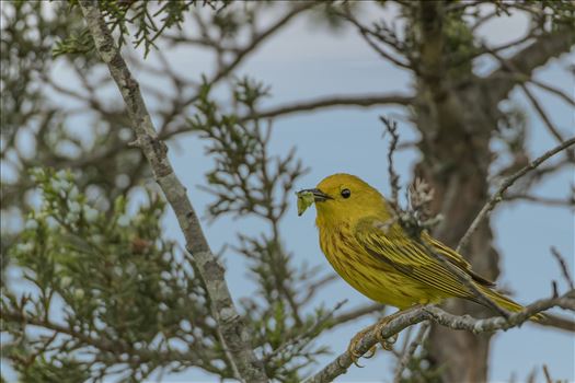 Yellow Warbler by Buckmaster