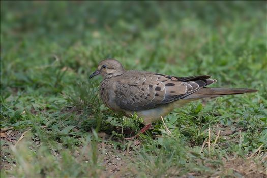 Morning Dove by Buckmaster