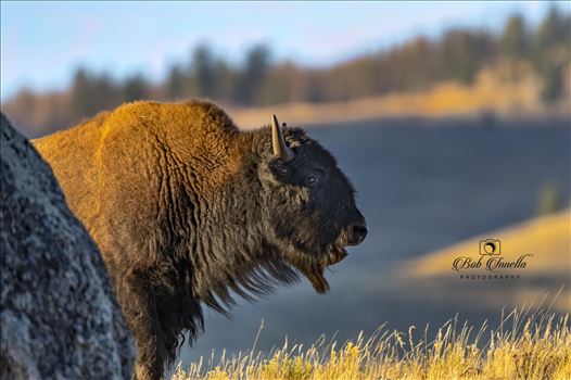 Bison Coming Around The Mountain by Buckmaster