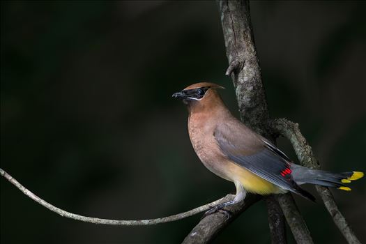 Cedar Waxwing by Buckmaster