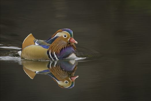 Mandarin Duck by Buckmaster