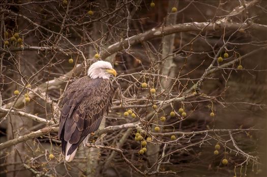 Bald Eagle in Sagamore Tree by Buckmaster