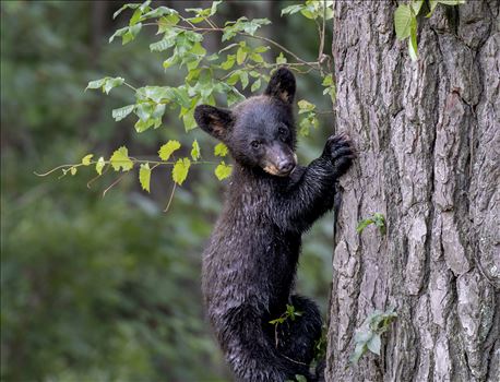 Black Bear Cub Treed by Buckmaster