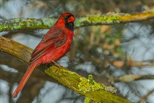 Northern Cardinal Male by Buckmaster