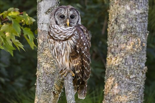 Juvenile Barred Owl In Morning Light by Buckmaster