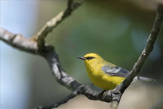 Blue Winged Warbler by Buckmaster