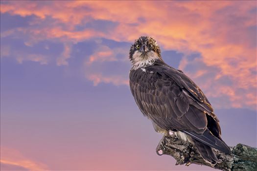 Osprey Perched  in Morning Sky by Buckmaster
