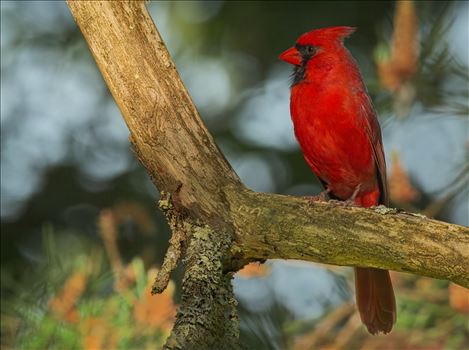 Northern Cardinal Male by Buckmaster