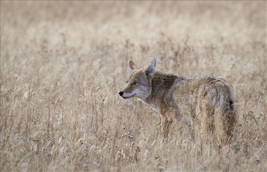 Western Coyote, Wyoming by Buckmaster