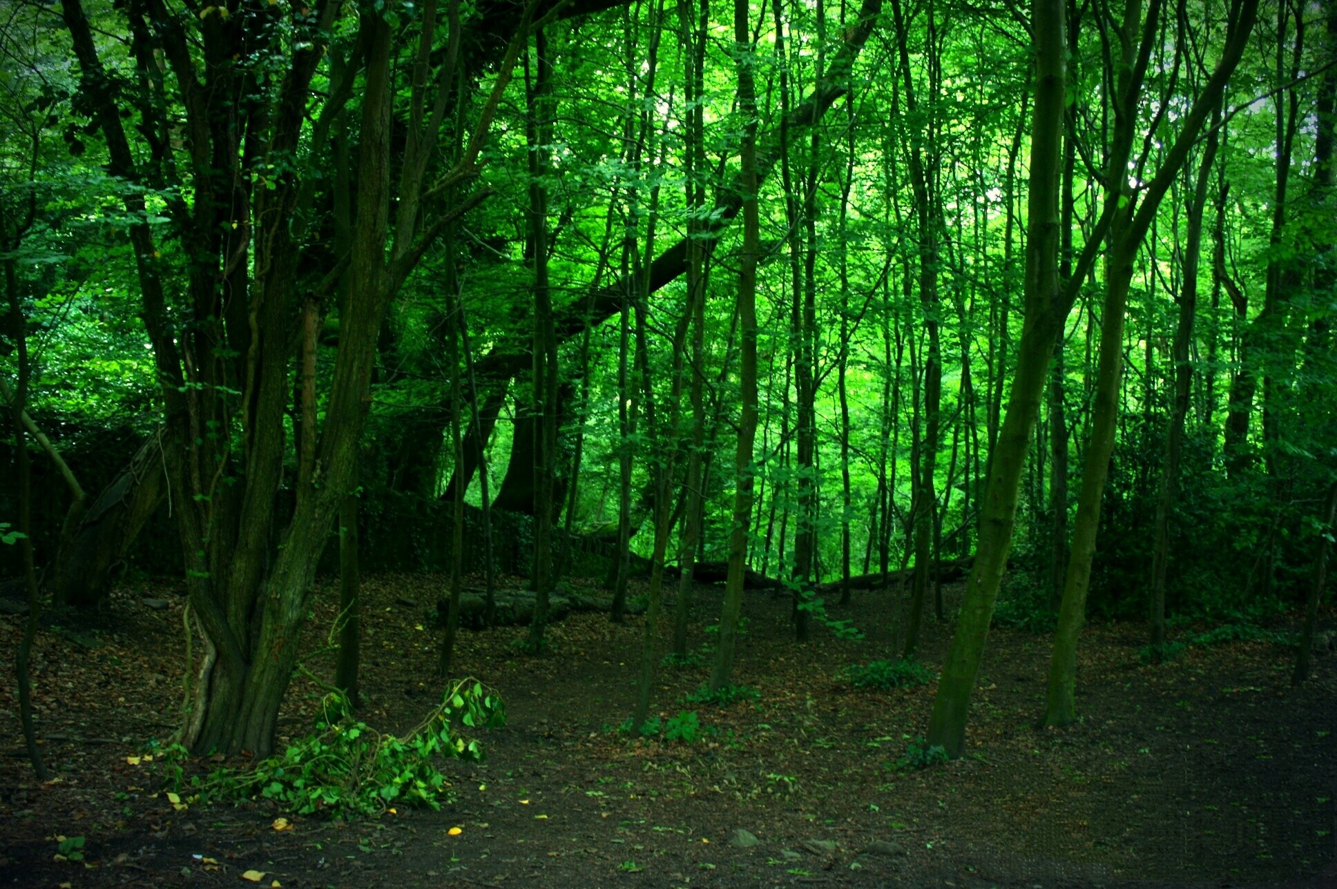 Green Woods  by NFIDDI