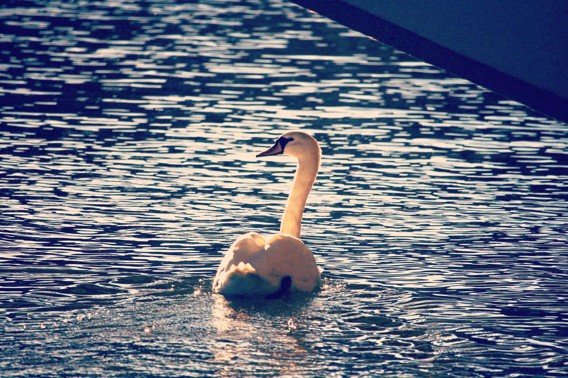 White Swan  by NFIDDI