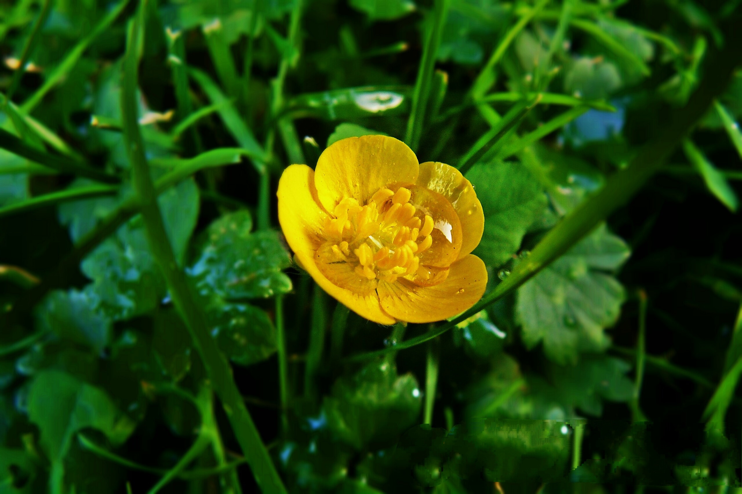 Yellow Flower  by NFIDDI