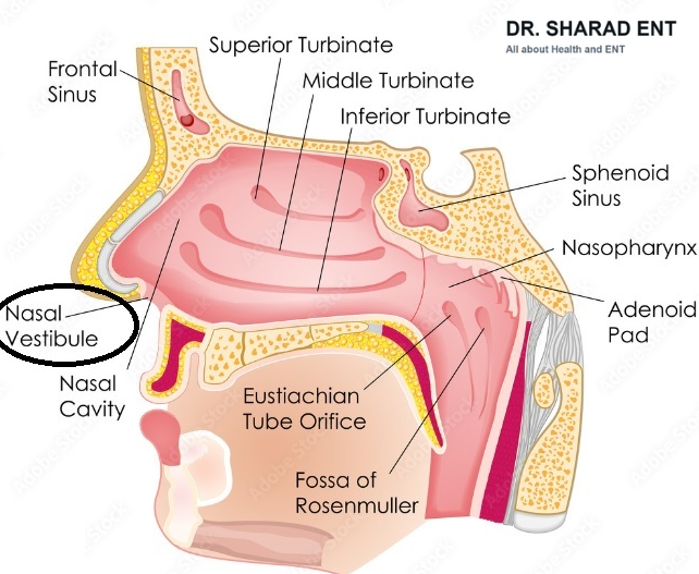 What is a vestibule of the nose.png  by Dr Sharad