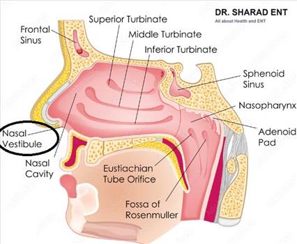 What is a vestibule of the nose.png by Dr Sharad