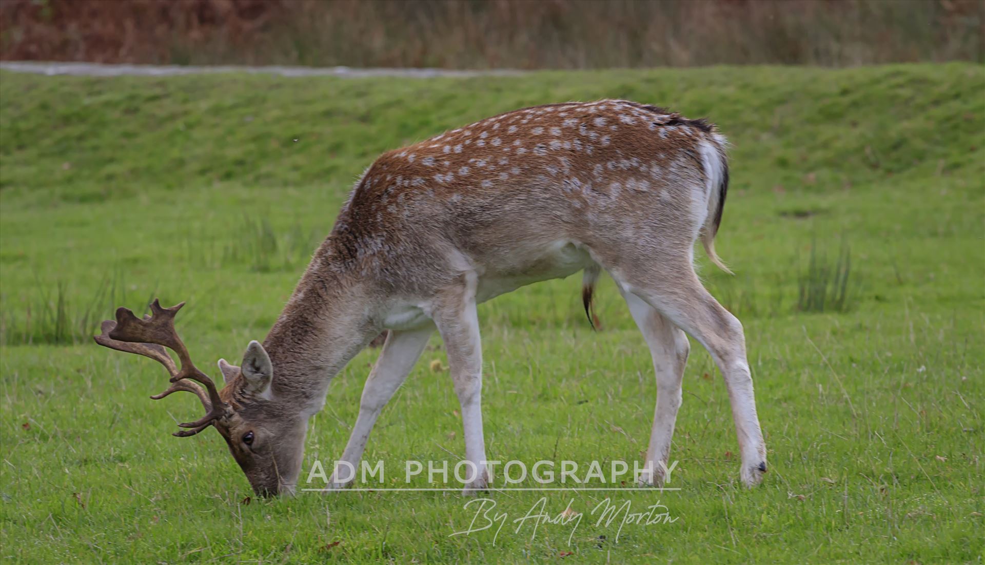Fallow Deer Stag - Dama Dama The fallow deer (Dama Dama) is a ruminant mammal belonging to the family Cervidae. by Andy Morton Photography