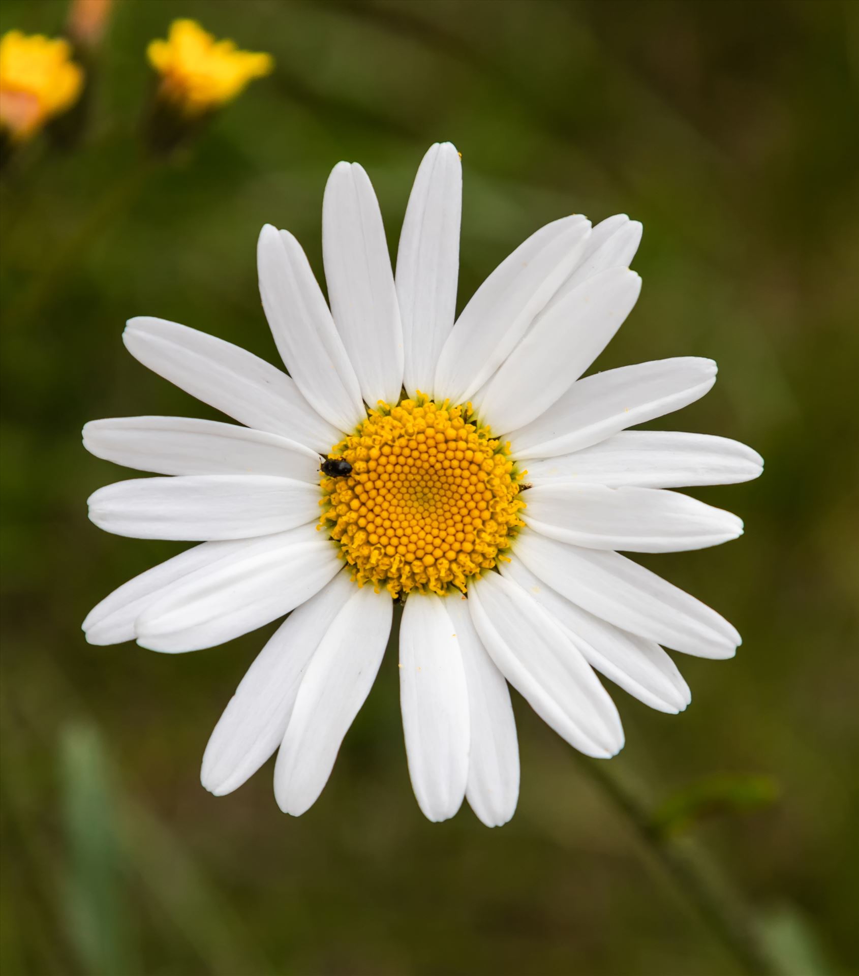 Common Daisy - (Bellis Perennis) Bellis perennis is a common European species of daisy, of the Asteraceae family, often considered the archetypal species of that name by Andy Morton Photography