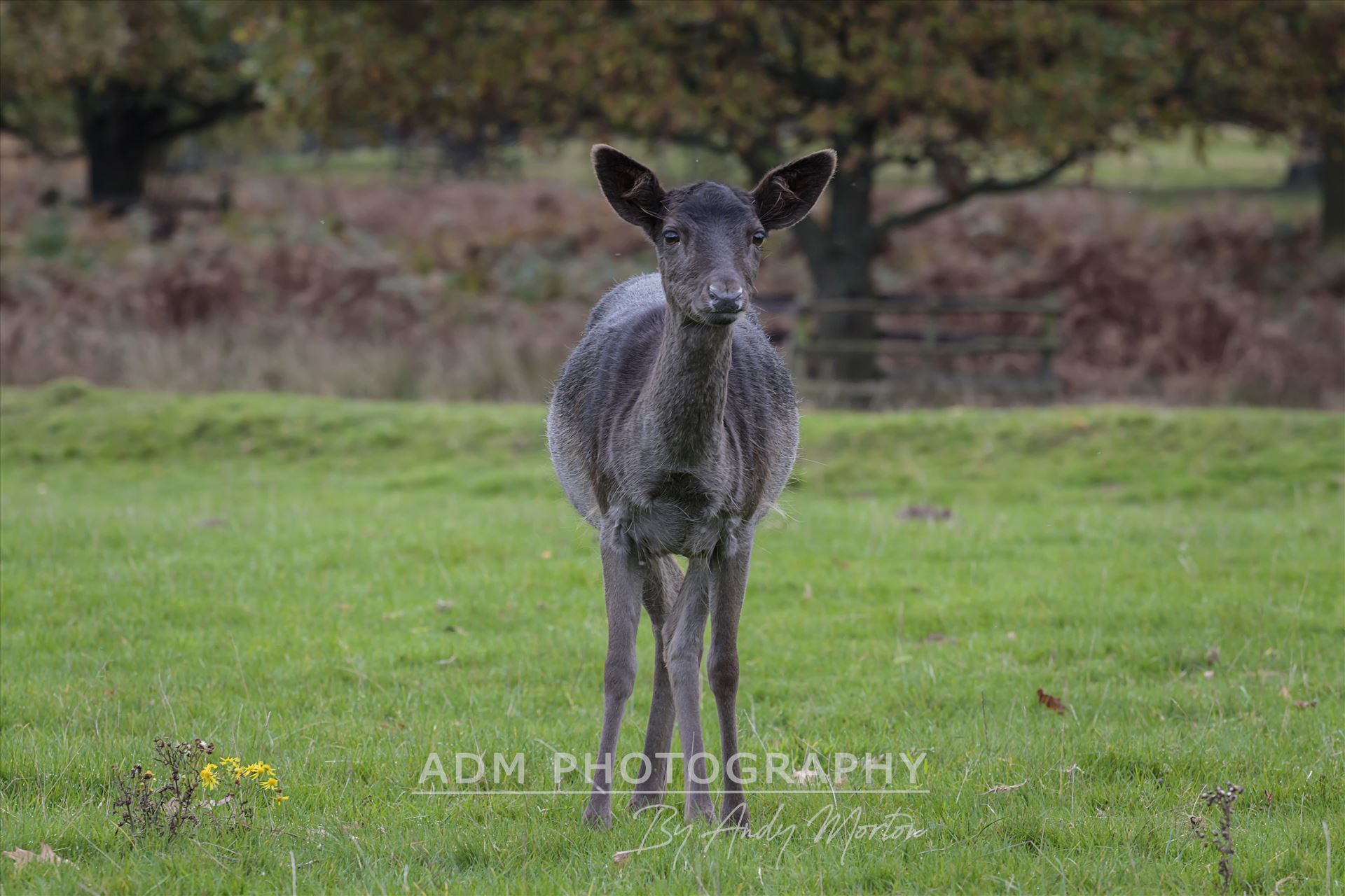 Young Black Deer A Young Deer by Andy Morton Photography