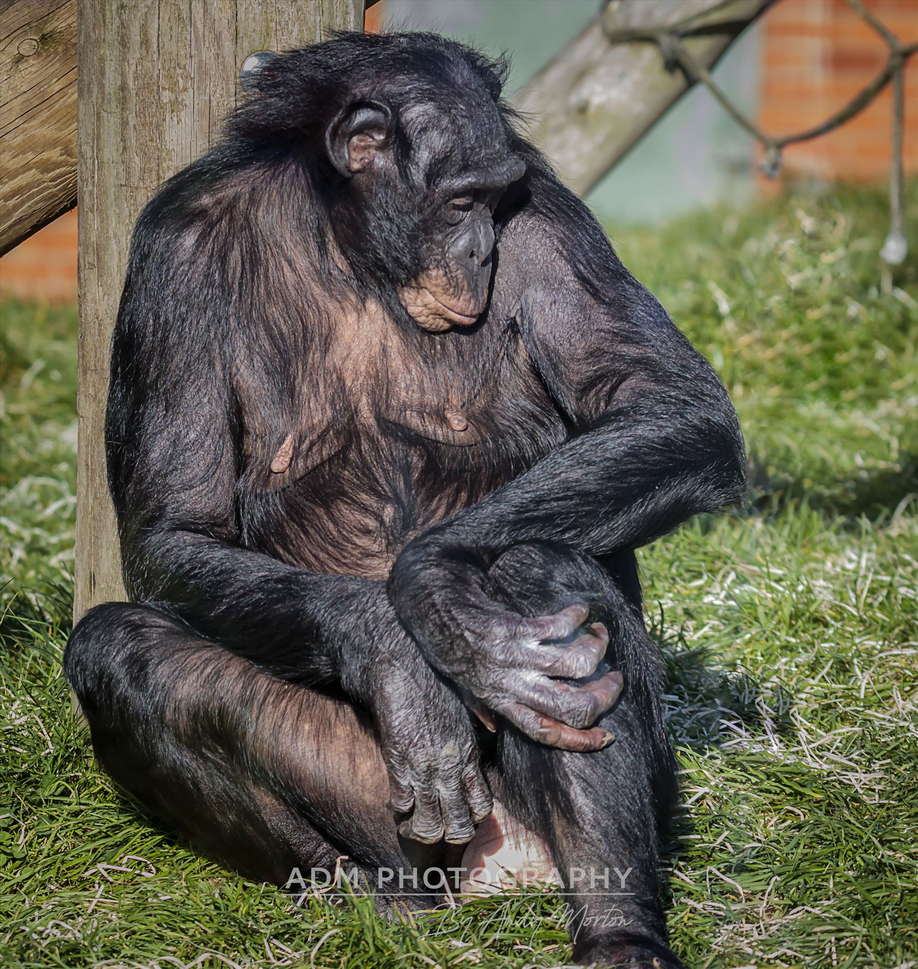 Bonobo Chimpanzee The taxonomical genus Pan consists of two extant species: the common chimpanzee and the bonobo. Together with humans, gorillas and orangutans they are part of the family Hominidae. by Andy Morton Photography