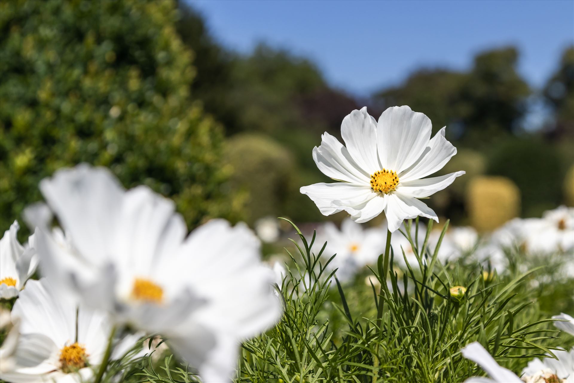 Mexican Aster -White Cosmos Bipinnatus White Cosmos Bipinnatus, also known as Mexican Aster or Garden Cosmos, in Summer in the UK. by Andy Morton Photography