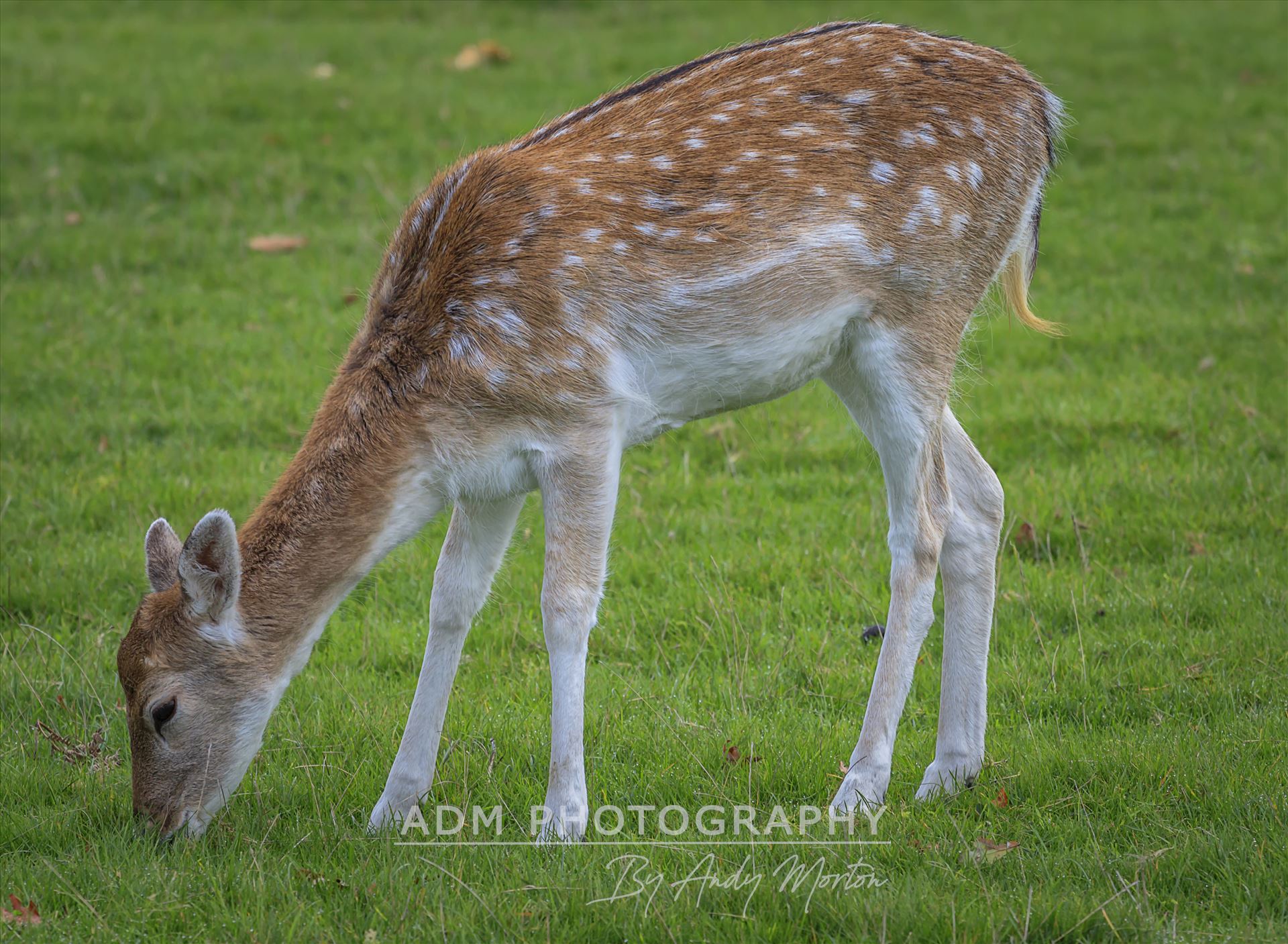 Fallow Deer Stag - Dama Dama The fallow deer (Dama Dama) is a ruminant mammal belonging to the family Cervidae. by Andy Morton Photography