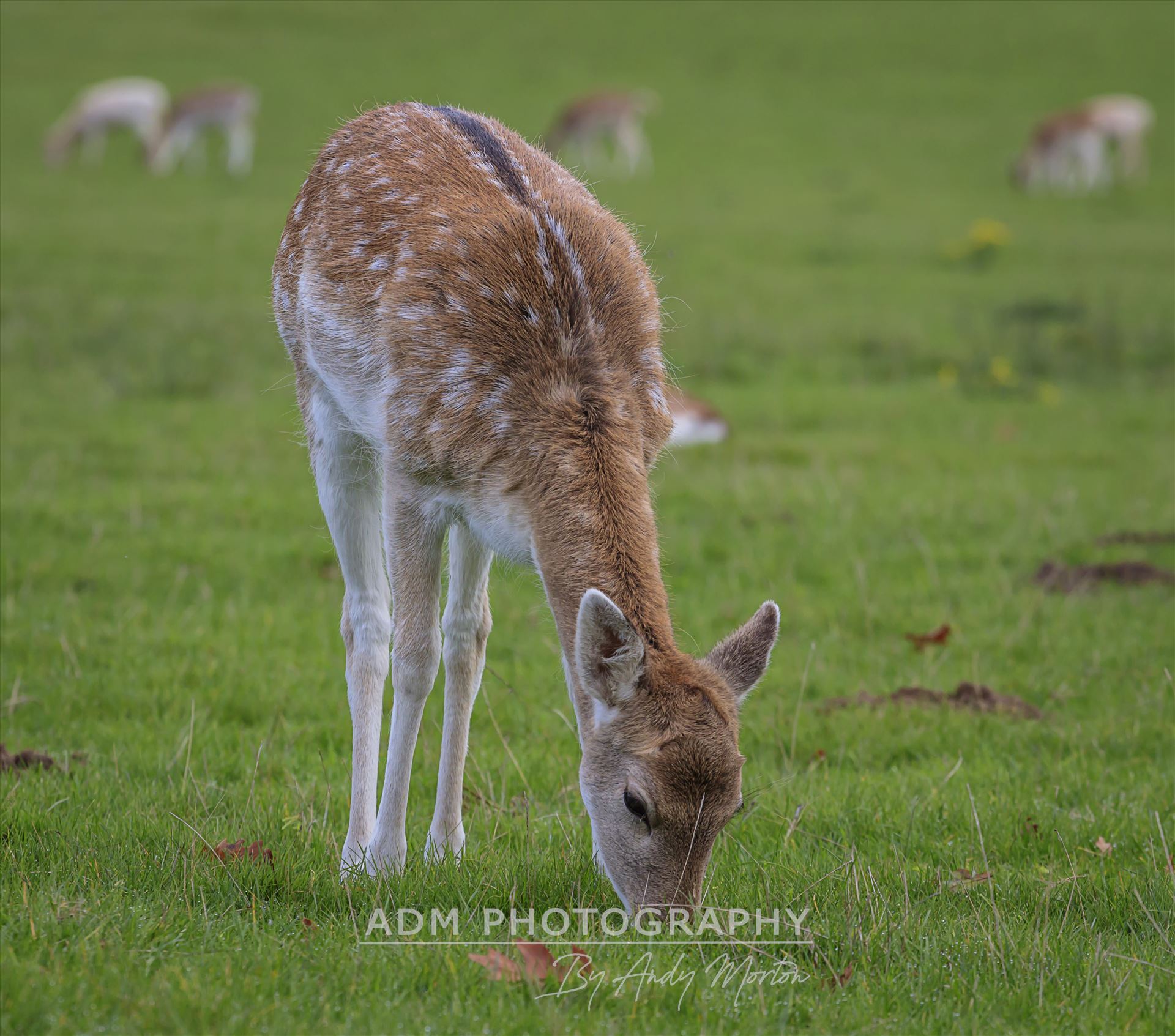 Fallow Deer - Dama Dama The fallow deer (Dama Dama) is a ruminant mammal belonging to the family Cervidae. by Andy Morton Photography
