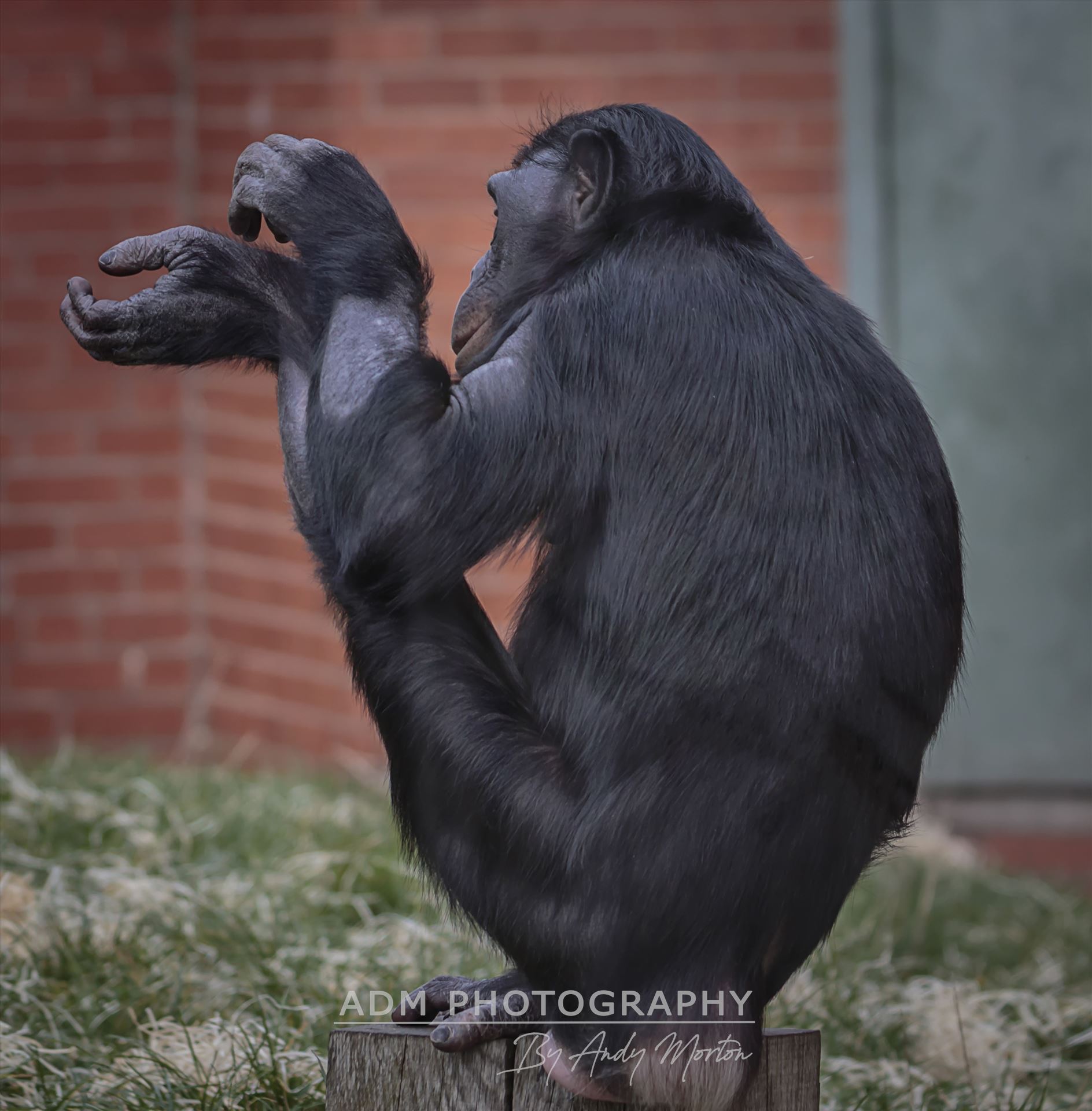 Bonobo Chimpanzee The taxonomical genus Pan consists of two extant species: the common chimpanzee and the bonobo. Together with humans, gorillas and orangutans they are part of the family Hominidae. by Andy Morton Photography