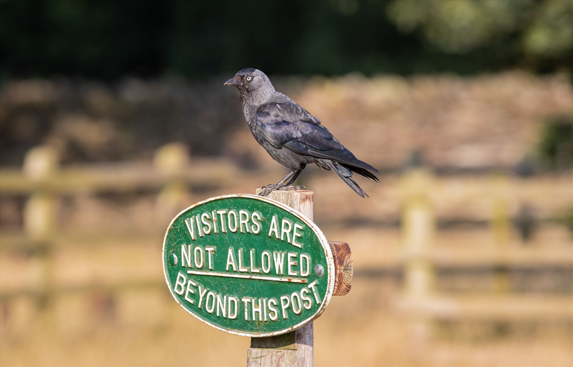 Western Jackdaw - Corvus Monedula Western Jackdaw - Corvus Monedula, Standing guard on a signpost in Bradgate Park in Leicester by Andy Morton Photography