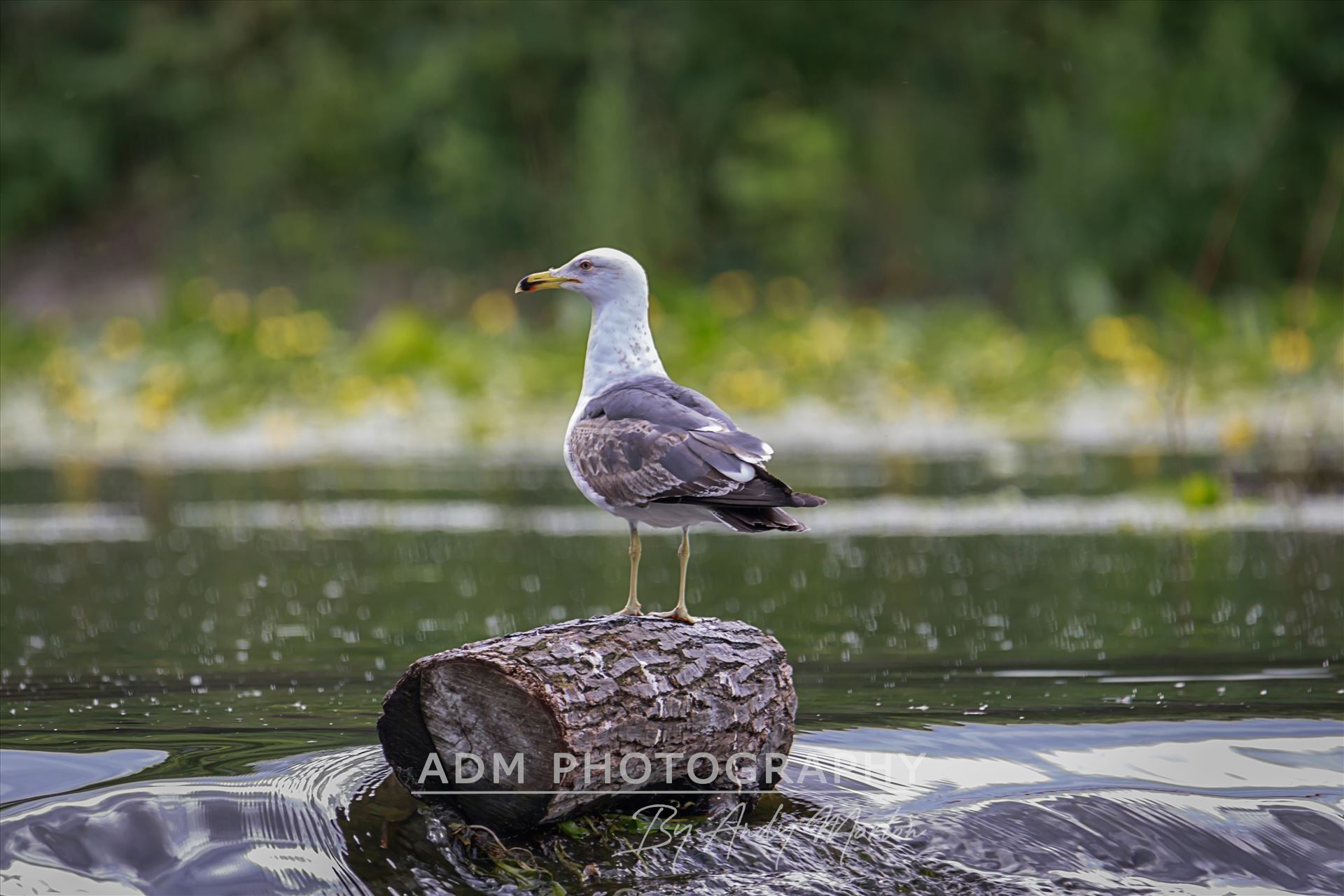 Lesser Black-Backed Gull (Larus Fuscus) The lesser black-backed gull is a large gull that breeds on the Atlantic coasts of Europe. The scientific name is from Latin. Larus appears to have referred to a gull or other large seabird, and fuscus meant black or brown. by Andy Morton Photography