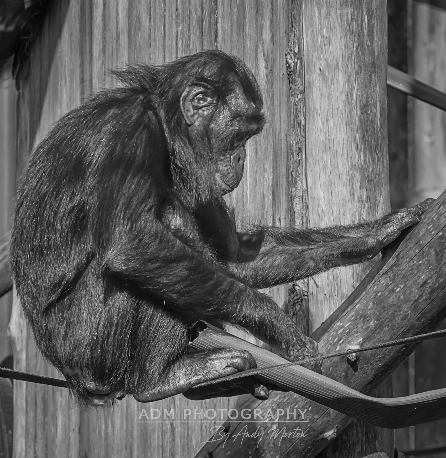 Young Bonobo Chimpanzee (Black & White) A Young Baby Bonobo Chimpanzee by Andy Morton Photography