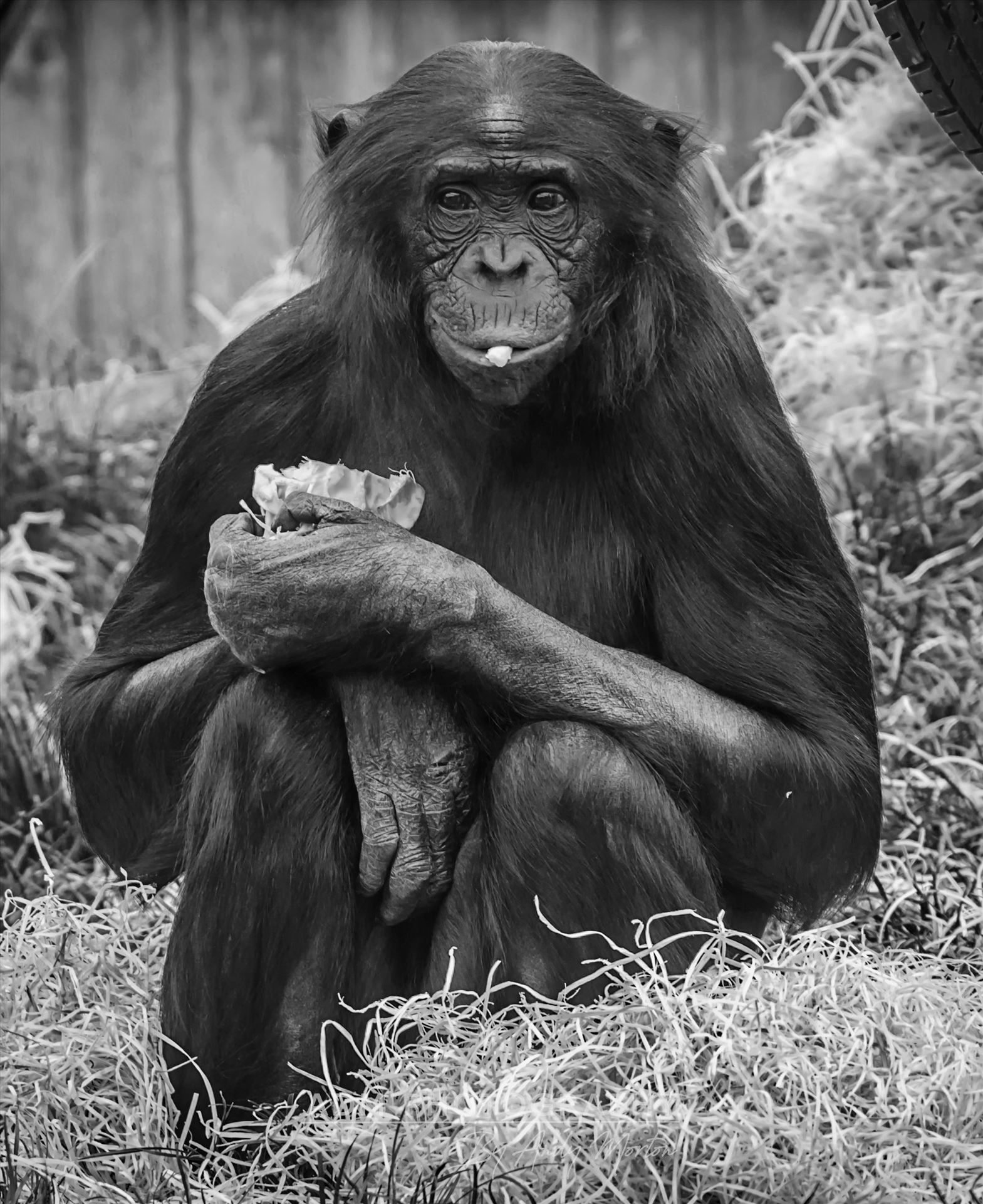 Bonobo Chimpanzee  (Black & White) The taxonomical genus Pan consists of two extant species: the common chimpanzee and the bonobo. Together with humans, gorillas and orangutans they are part of the family Hominidae. by Andy Morton Photography