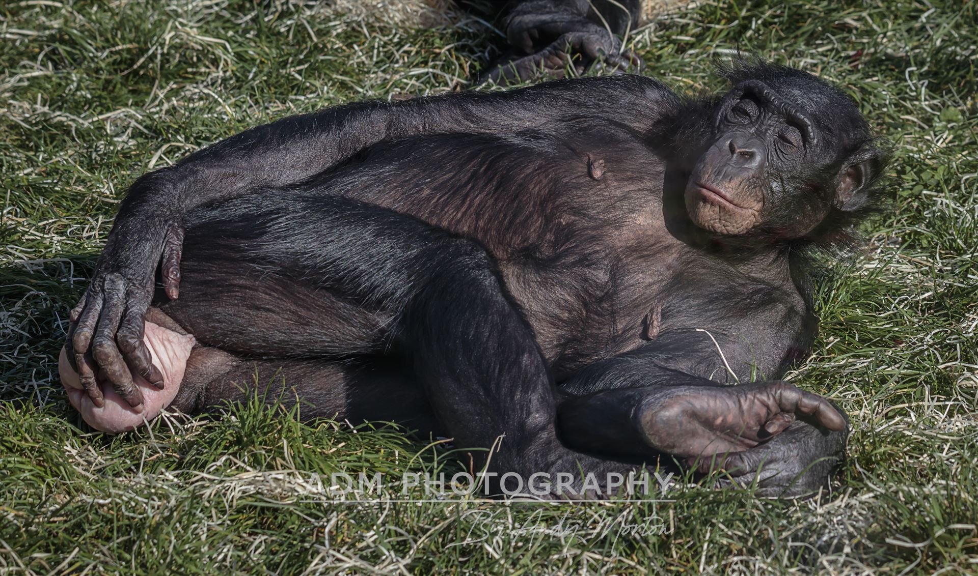 Bonobo Chimpanzee The Taxonomical genus Pan consists of two extant species: the common chimpanzee and the bonobo. Together with humans, gorillas and orangutans they are part of the family Hominidae. by Andy Morton Photography