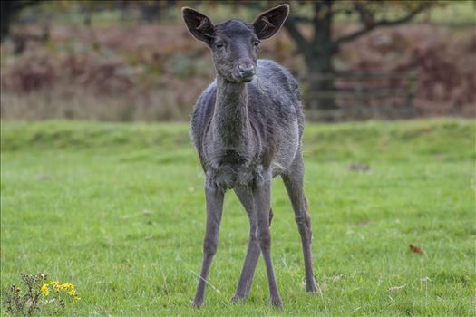 Young Black Deer by Andy Morton Photography