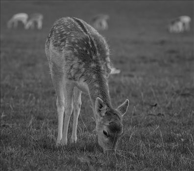 Fallow Deer - Dama Dama (Black & White) by Andy Morton Photography