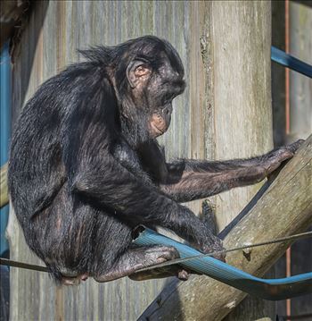 Young Bonobo Chimpanzee by Andy Morton Photography