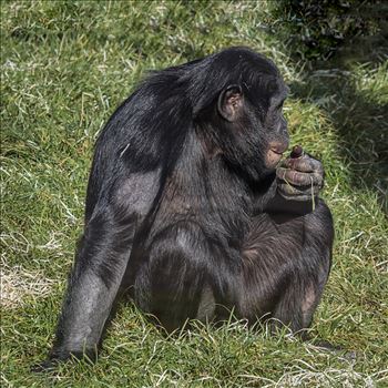 Bonobo Chimpanzee by Andy Morton Photography