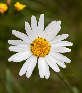 Common Daisy - (Bellis Perennis) by Andy Morton Photography
