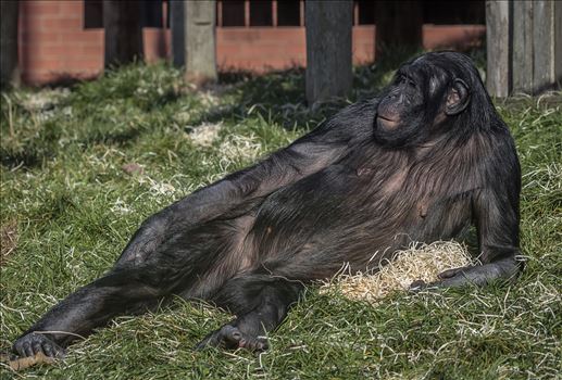 Bonobo Chimpanzee by Andy Morton Photography