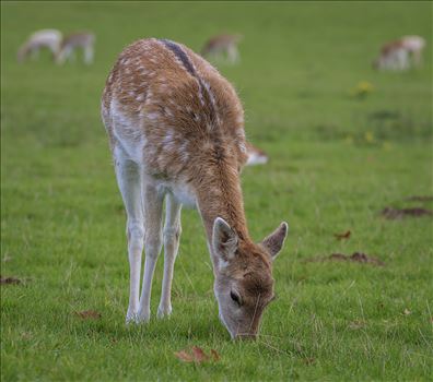Fallow Deer - Dama Dama by Andy Morton Photography