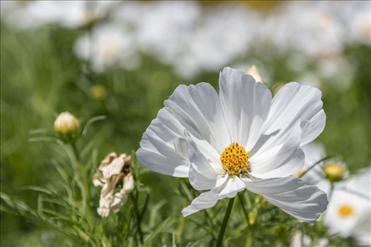 Mexican Aster -White Cosmos Bipinnatus by Andy Morton Photography