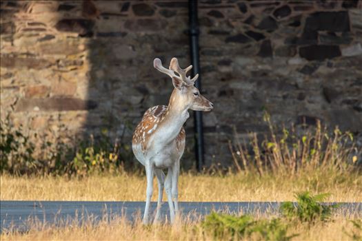 Fallow Deer Stag by Andy Morton Photography