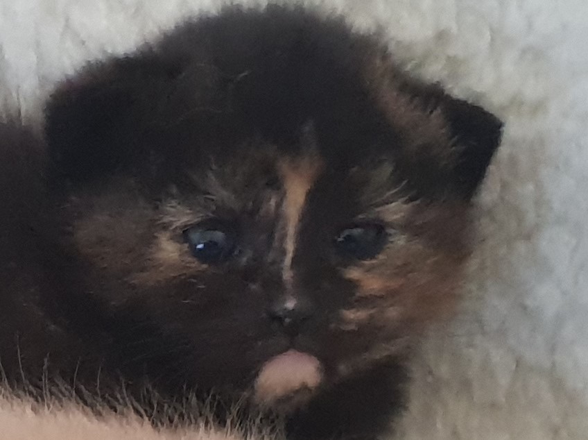 Kitten Tortie 7 Mar 2019.jpg  by Mo