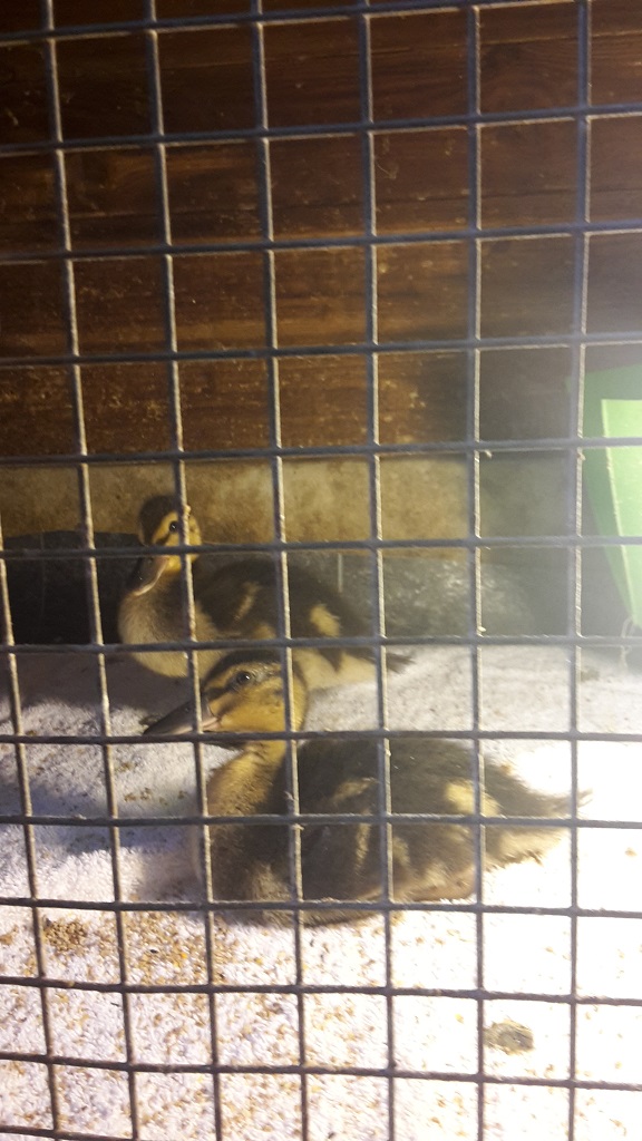 Ducklings PAWS 13 Jul 17.jpg  by Mo