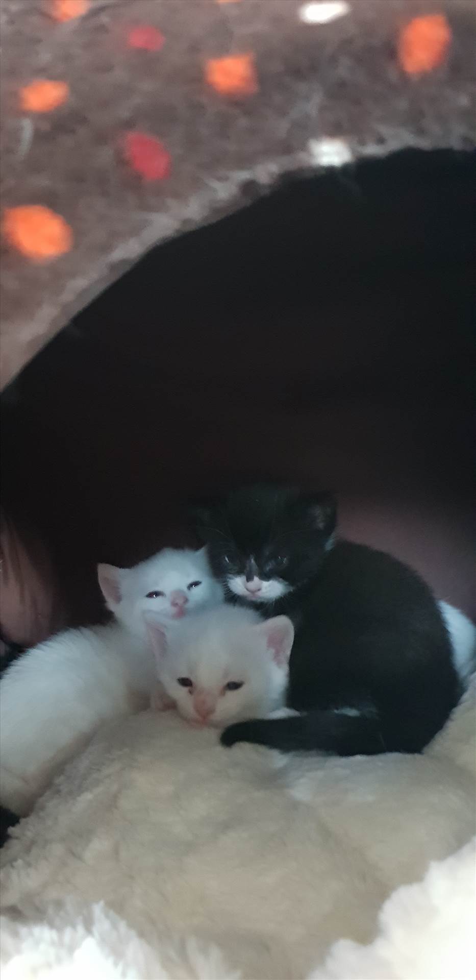 Kittens 31 Jan 2018 Frosty, Snowflake and Felix.jpg  by Mo