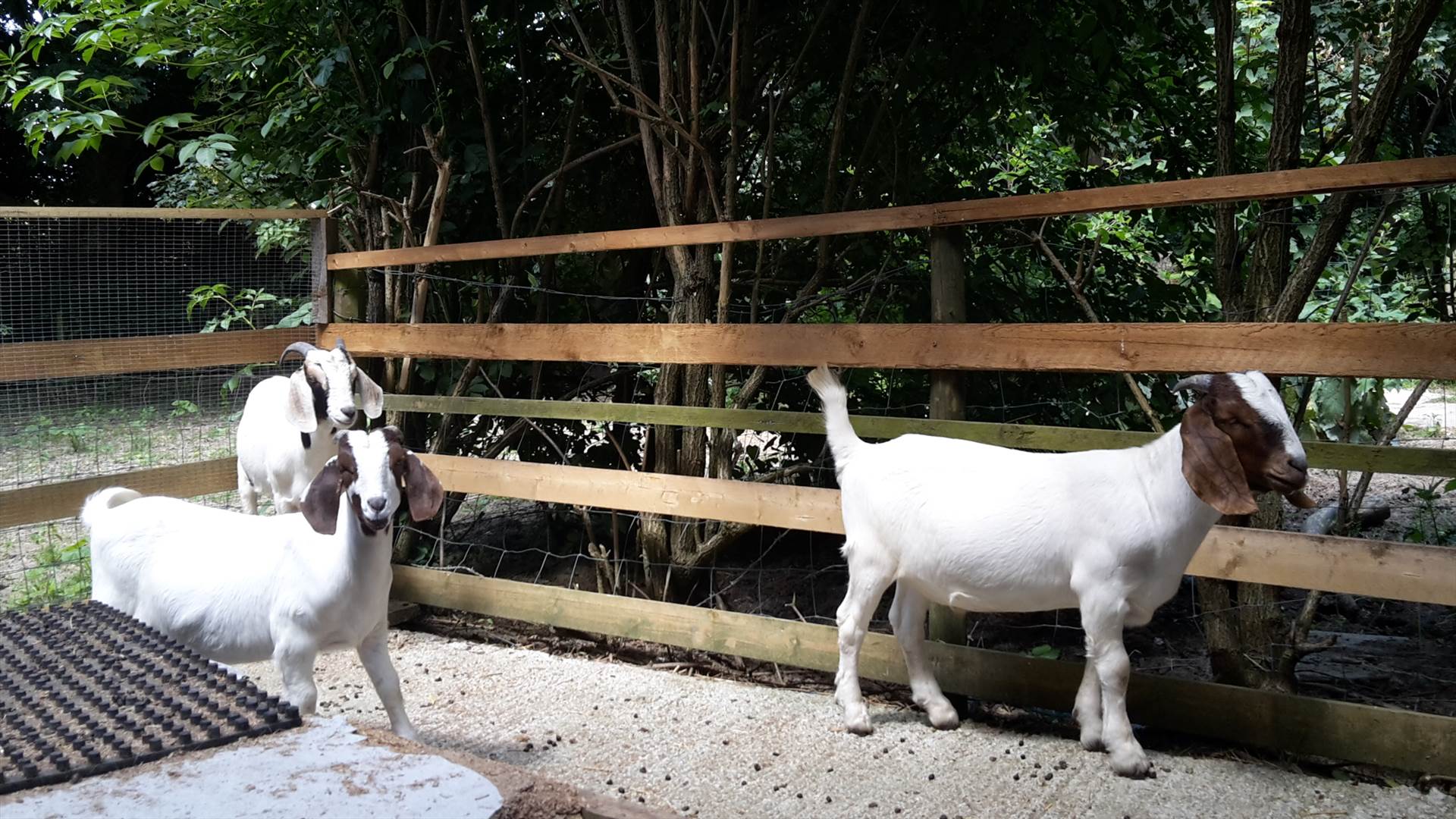 Goats 22 June 2018.jpg  by Mo