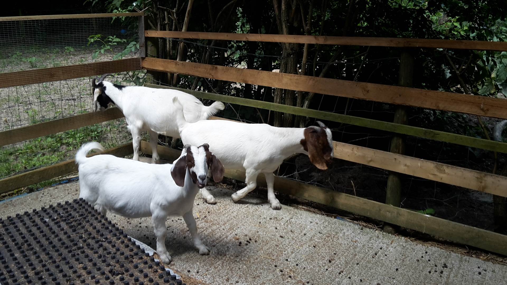 Goats 22 June 3 2018 .jpg  by Mo