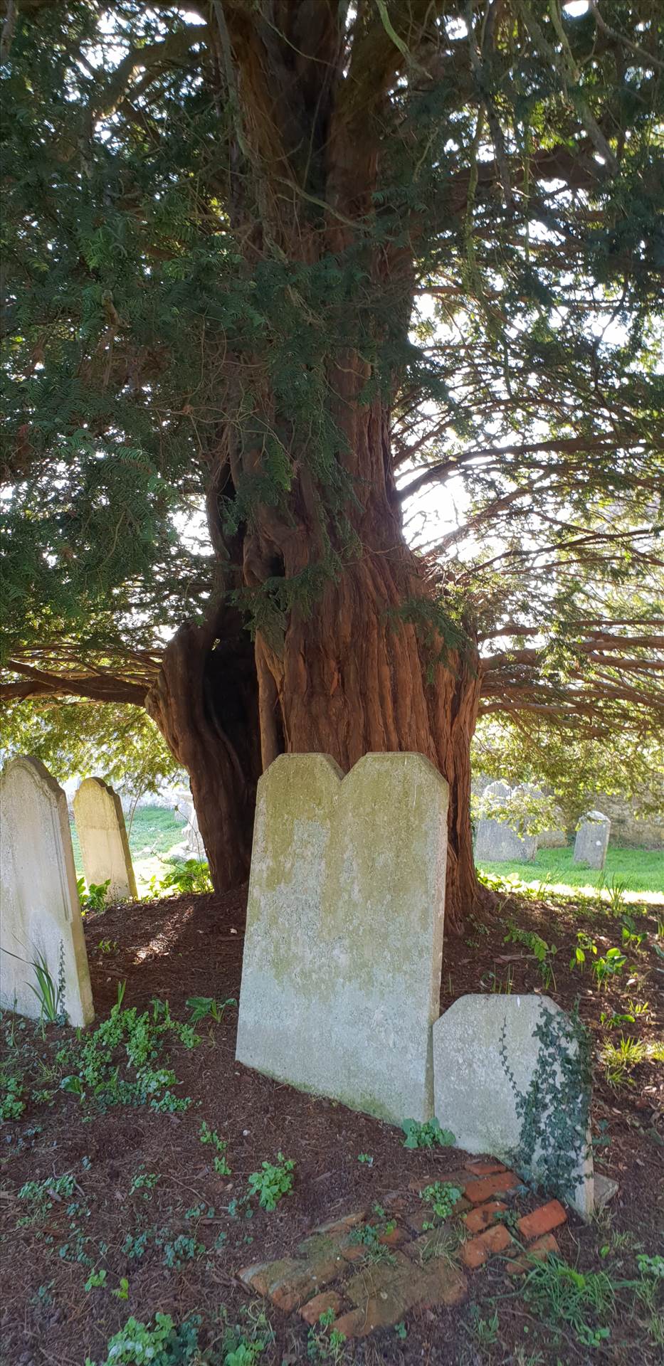 Amberley Yew Tree St Martins 23 Feb 2019.jpg  by Mo