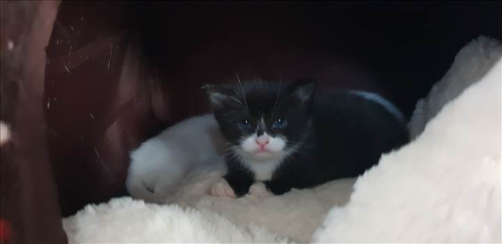 Kittens 21 Jan 2019 Felix.jpg - 