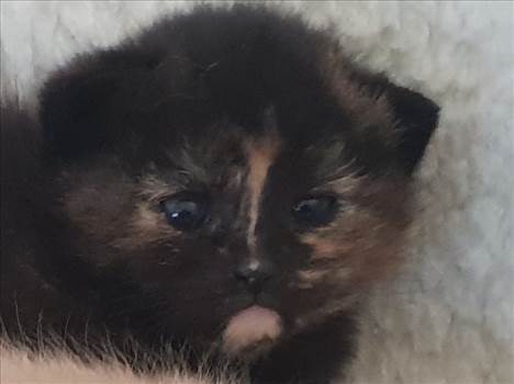 Kitten Tortie 7 Mar 2019.jpg - 