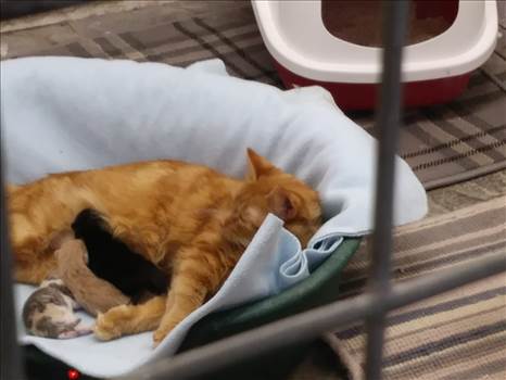 Ginger cats kittens 17 feb 2019 born 16th.jpg by Mo